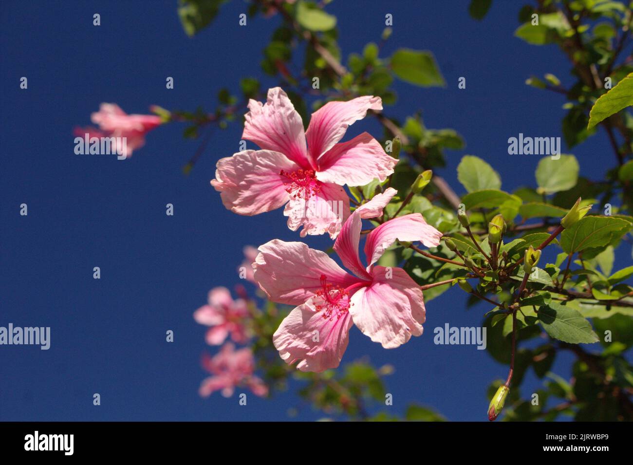 Big pink Hibiscus flowers against blue sky Stock Photo