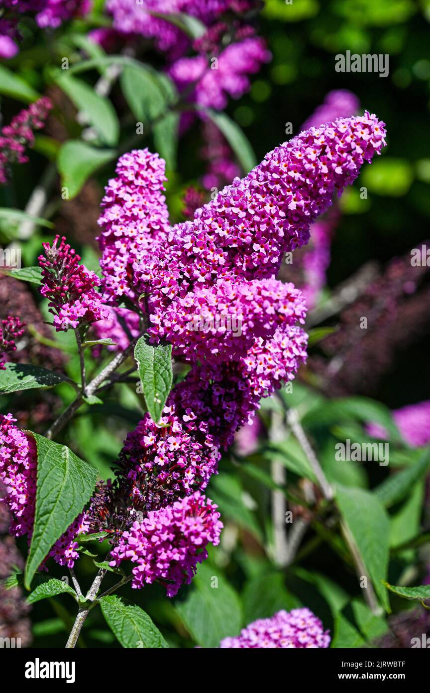 Buddleia is a very familiar bush, with large, drooping spikes of densely clustered, small, purple or sometimes white flowers Stock Photo