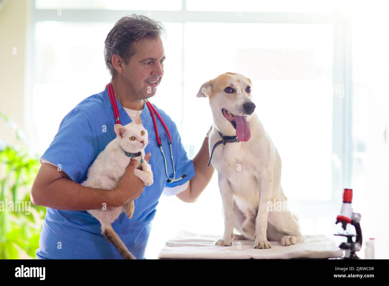 Vet examining dog and cat. Puppy and kitten at veterinarian doctor