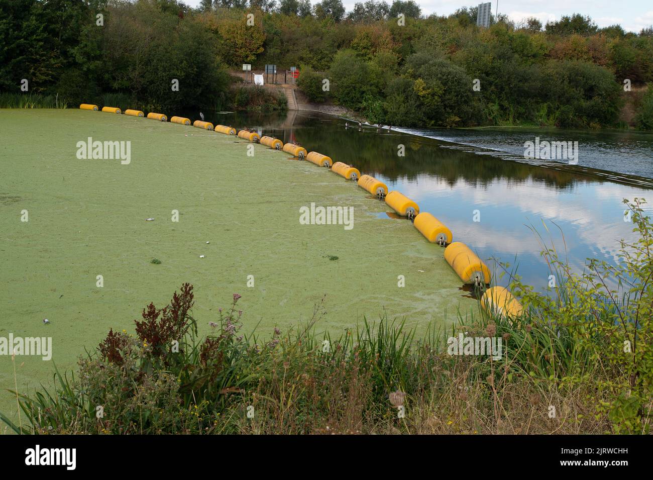 Slough, Berkshire, UK. 26th August, 2022. Algae and duckweeds continue to clog up parts of the Jubilee River in Slough following the heatwave. Credit: Maureen McLean/Alamy Live News Stock Photo