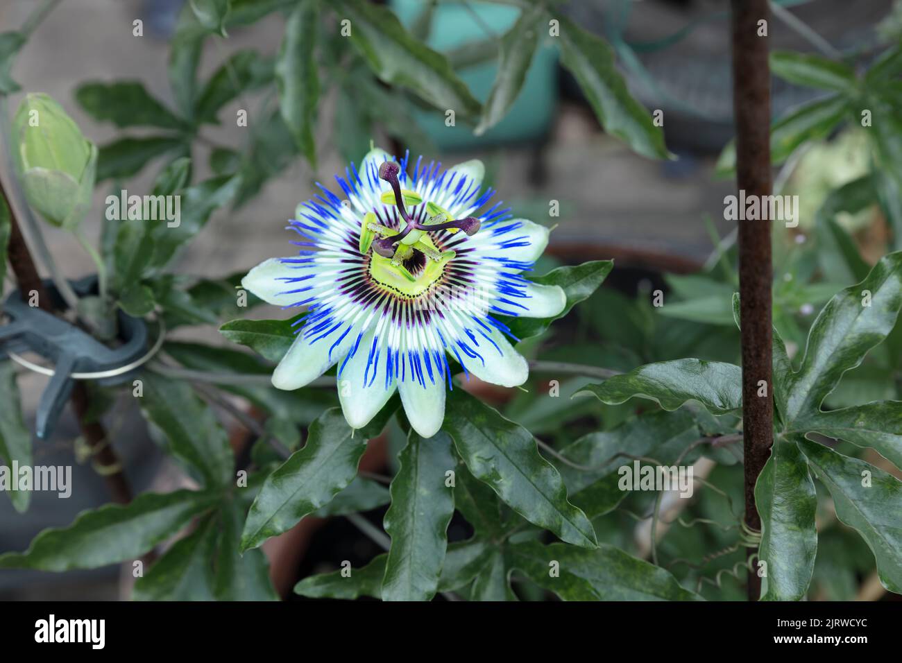 Passion Flower bloom Stock Photo