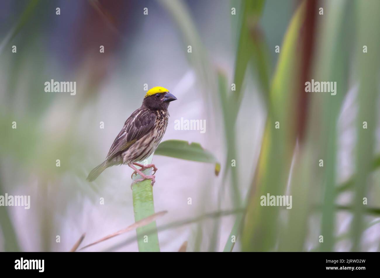 South east asia fauna hi-res stock photography and images - Alamy