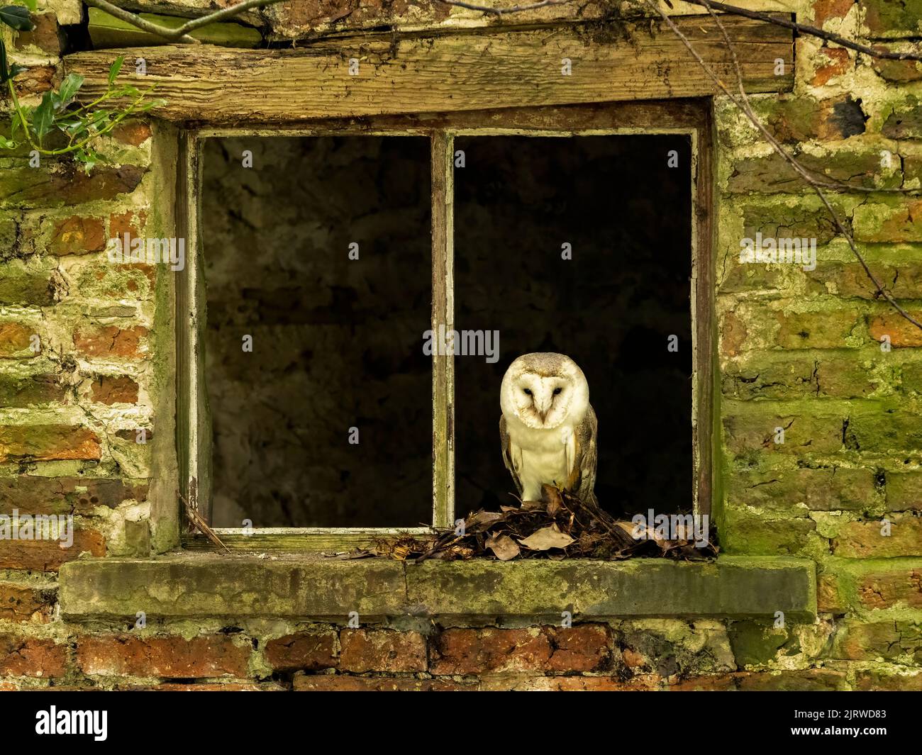 Barn Owl perched in broken barn window Stock Photo