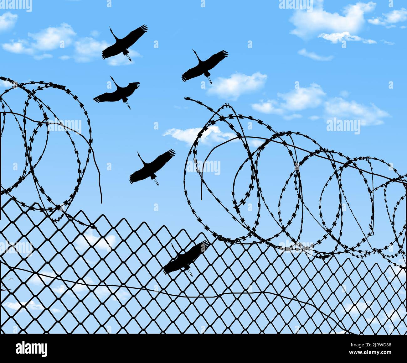 Sandhill cranes fly over a broken prison fence and broken razor wire in ...