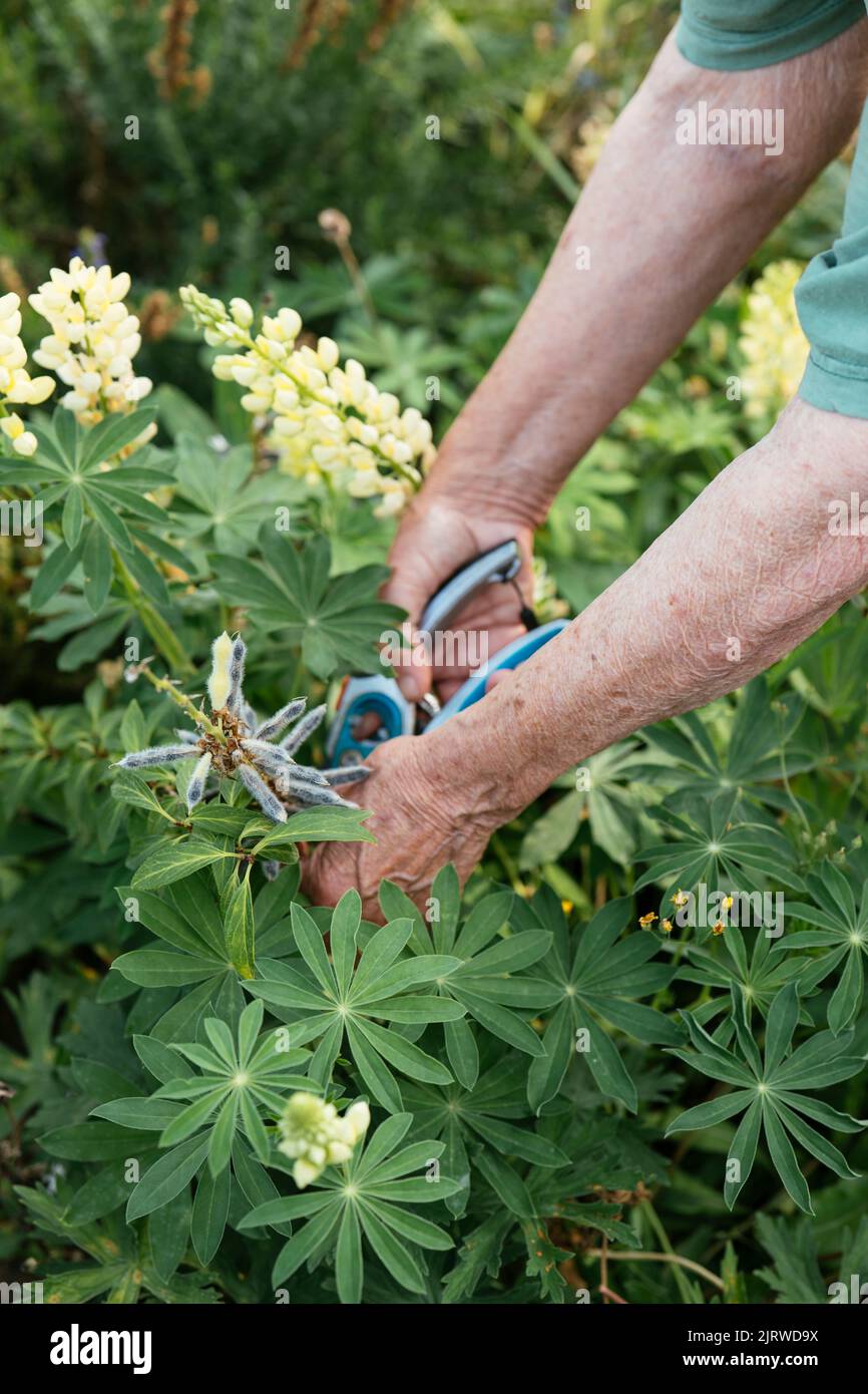 Gardener collecting Lupin 'Russell Chandelier' (Lupinus polyphyllus) seeds Stock Photo