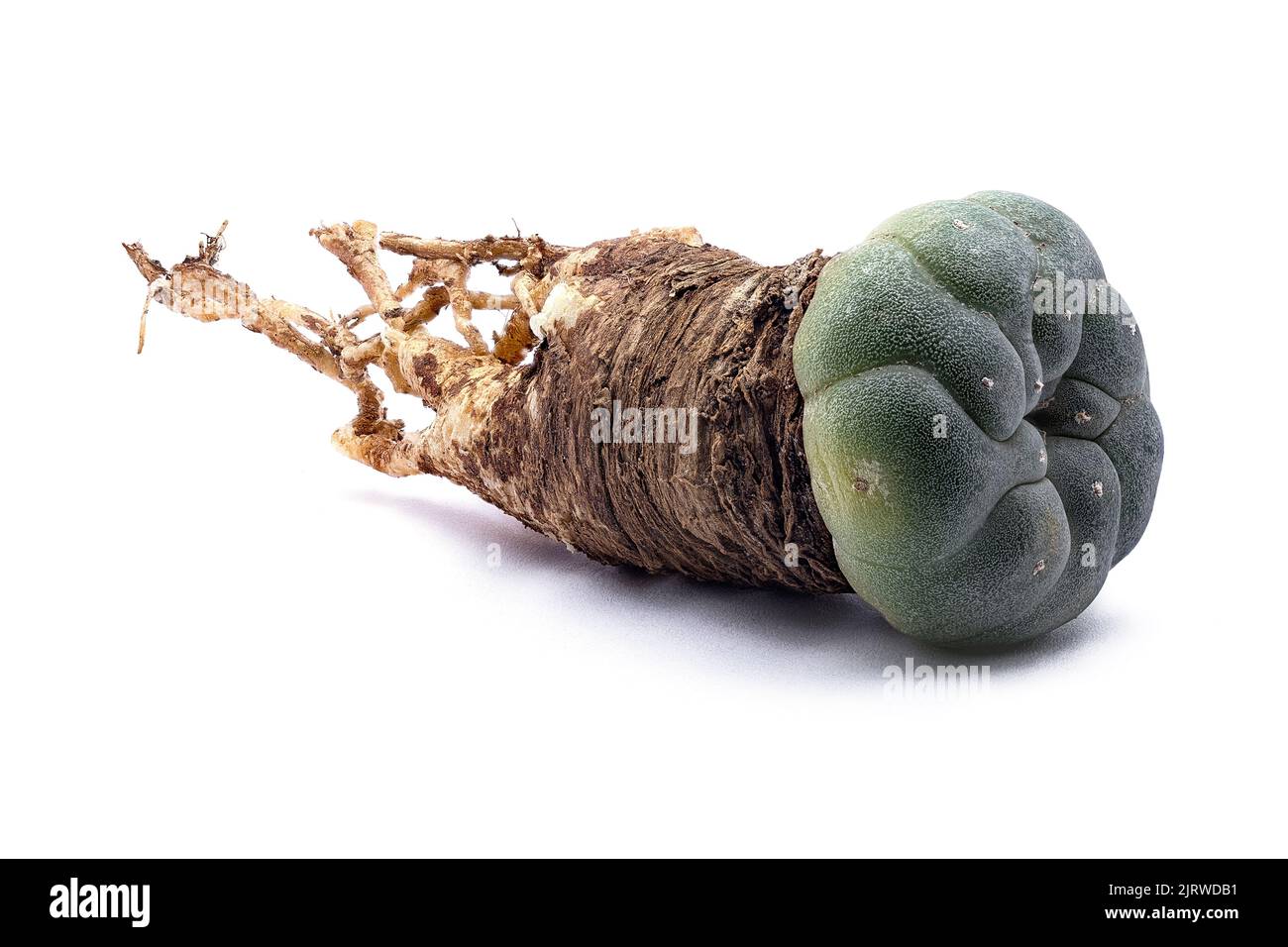 Peyote (Lophophora williamsii): Hallucinogenic and magical plant of ...
