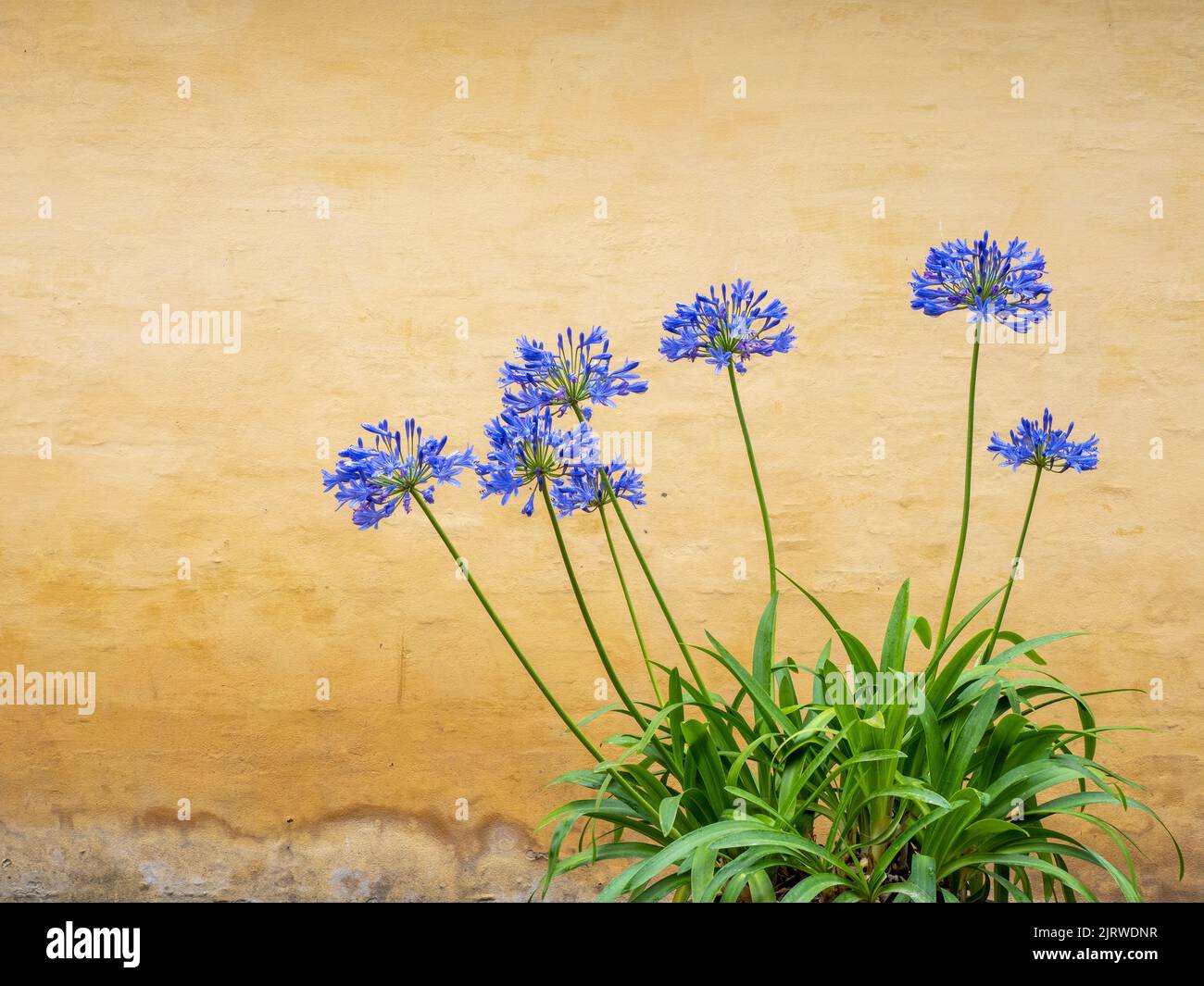 Potted Agapanthus the African Blue Lily Agapanthus Africanus contrasted against a pale ochre wall in Copenhagen Denmark Stock Photo