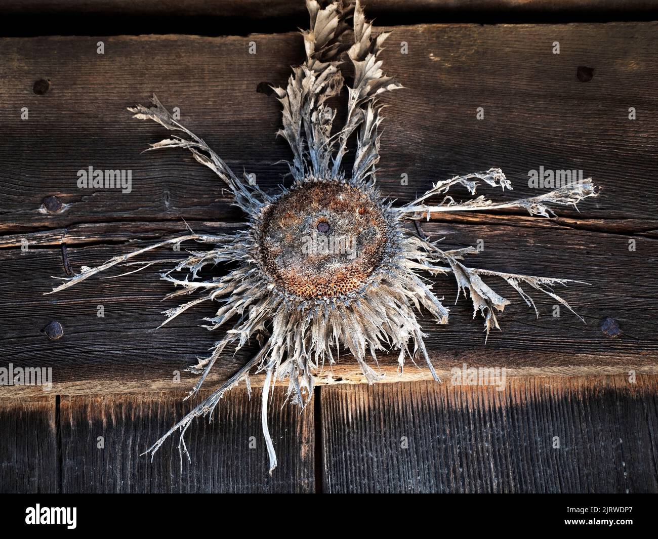 A dried sunflower over a door in the Occitanie region of southern France Stock Photo