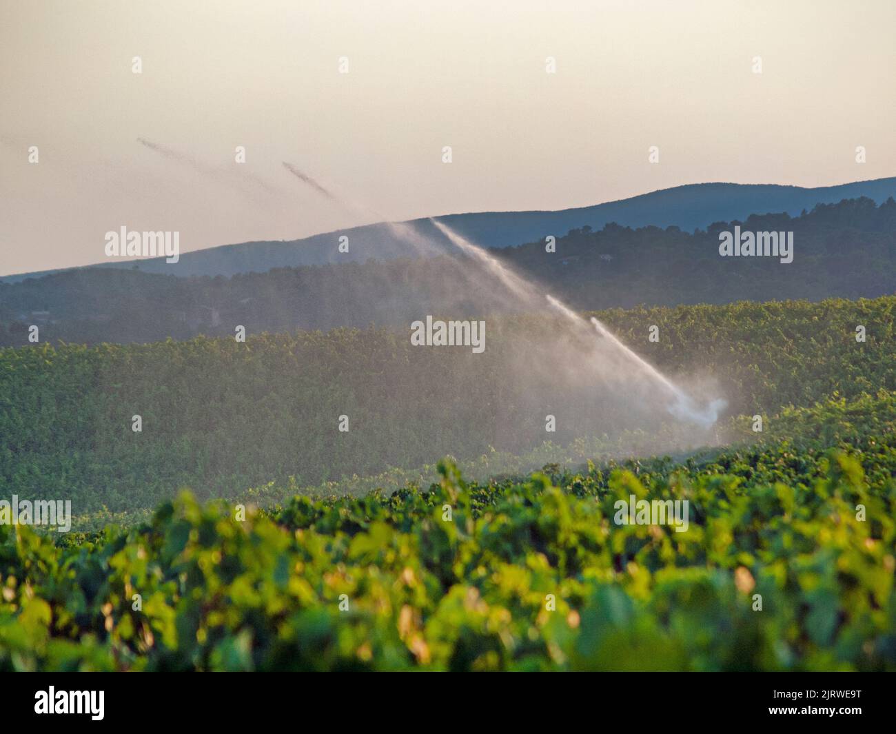 The watering of the vines in southern France Stock Photo