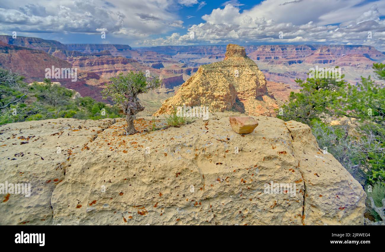 A small tree growing out of solid rock on a cliff at Grand Canyon Arizona with Coronado Butte in the background. Stock Photo