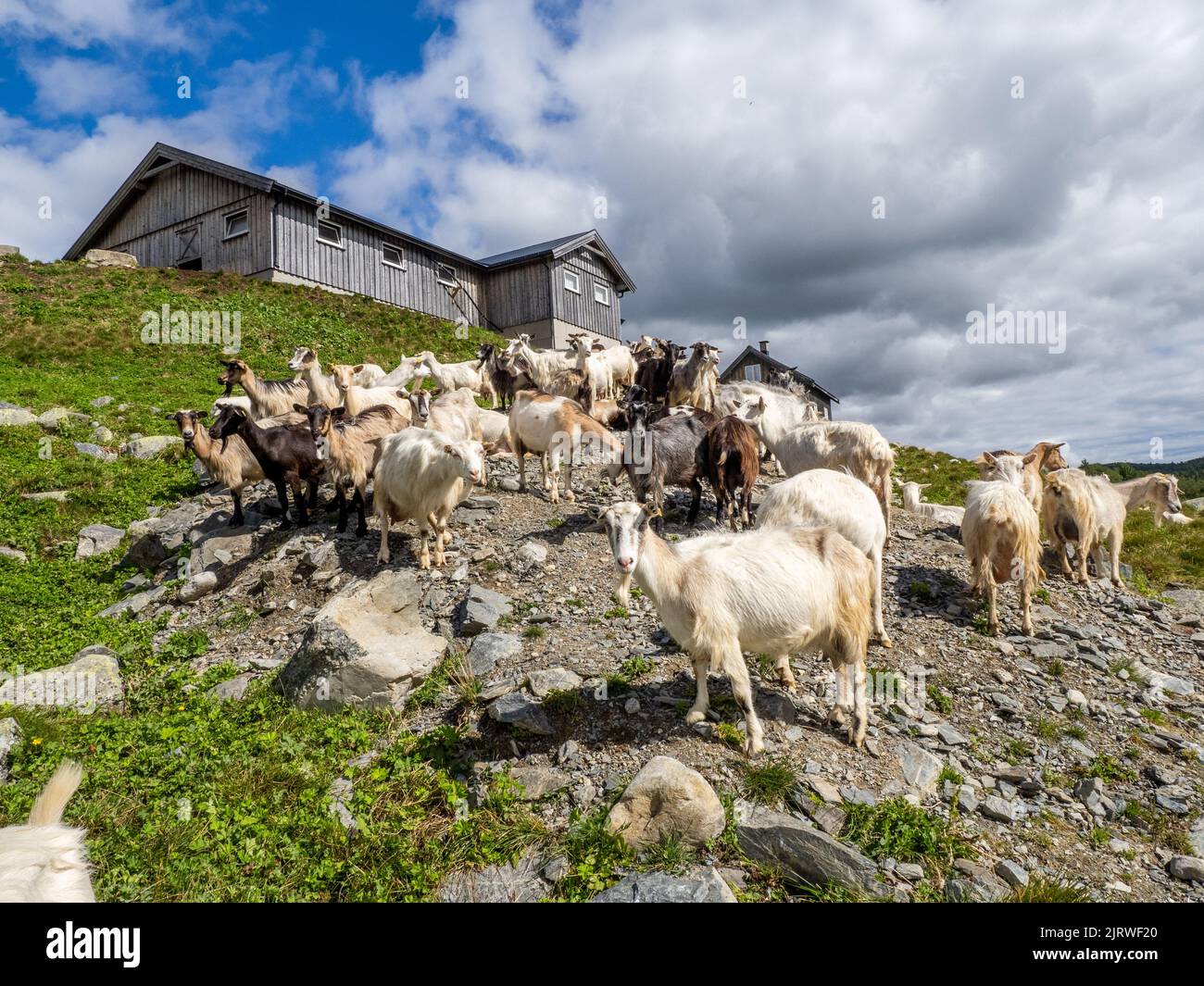 Goat farm producing goat's milk for dairy products in central Norway Stock Photo