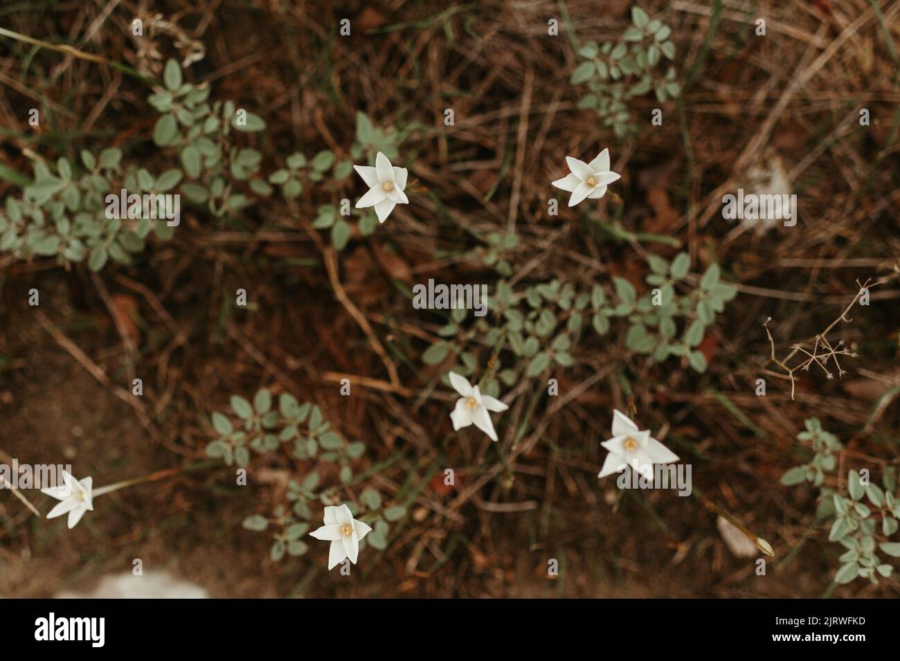 Rain Lilies at McKinney Falls State - Rain Lilies At Mckinney Falls State Park 2JRWFKD 