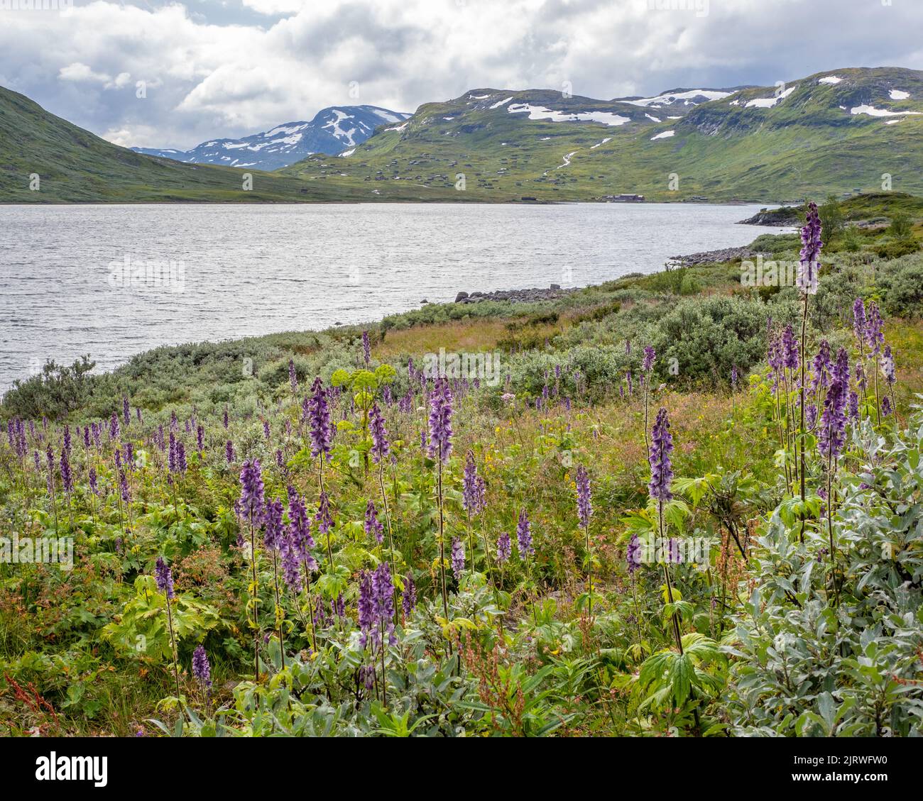 Monkshood Aconitum napellus and dwarf willow trees at 1400m overlooking Lake Bygdin in the Jotunheimen National Park Norway Stock Photo