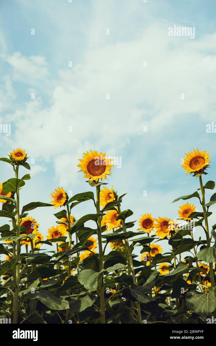Field of sunflowers in bloom during a clear summer day Stock Photo - Alamy
