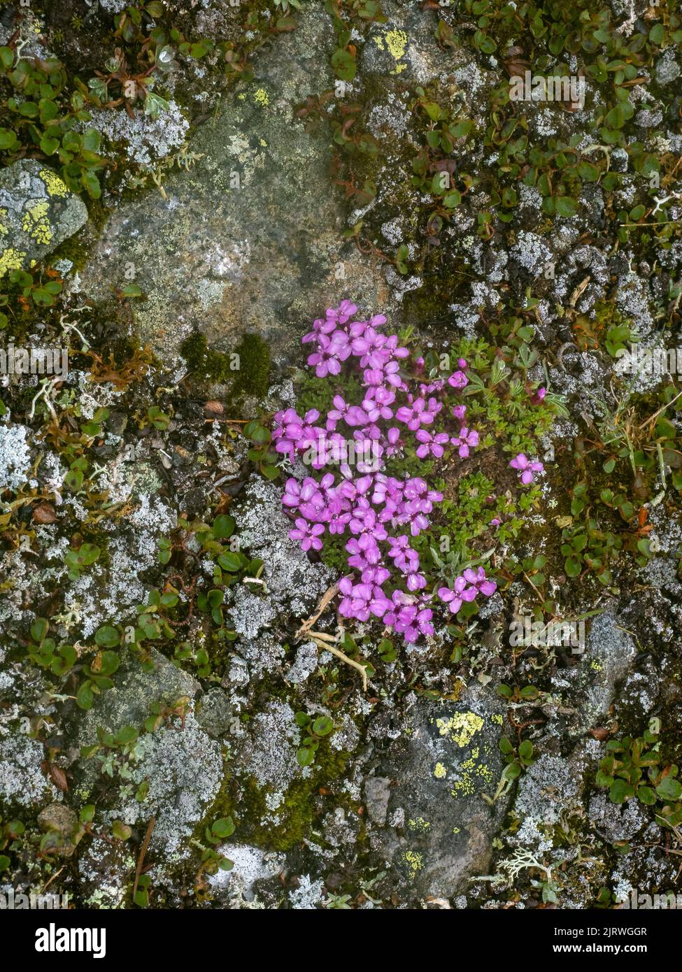 Moss Campion Silene acaulis growing in montane rock fields at 1500m in the Jotunheimen National Park Norway Stock Photo