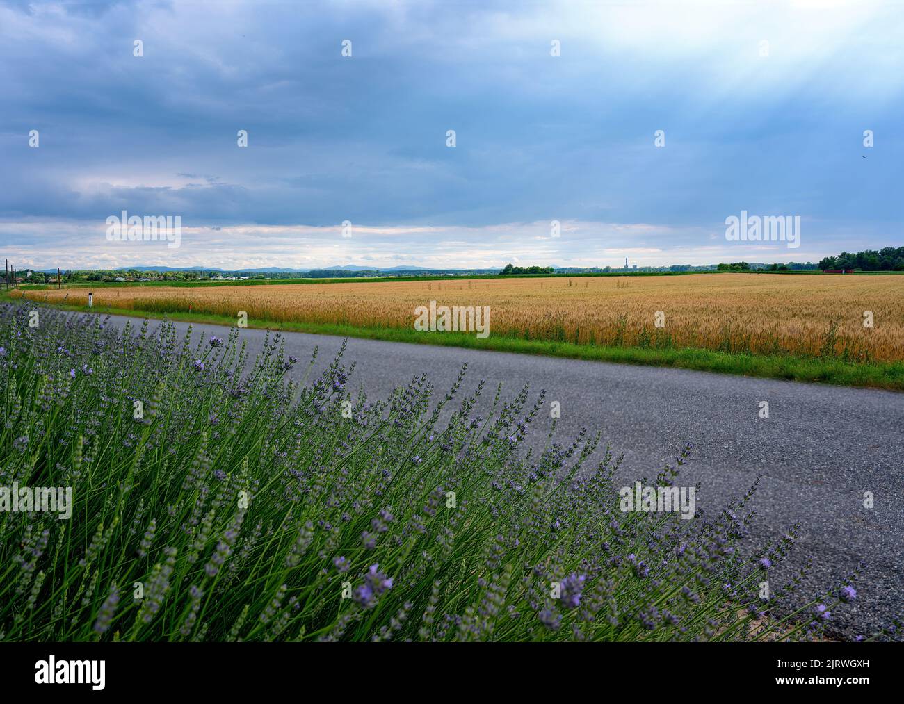 view across flat farmland with grain fields and road under a blue sky with sunrays in the region Weinviertel (wine quarter) until the horizon, Austria Stock Photo