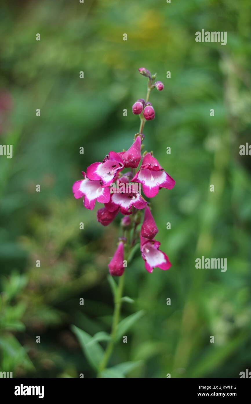 Vertical image of bright pink and white penstemon flowers and foliage Stock Photo