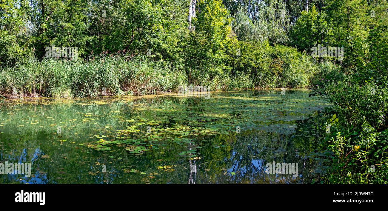 small yellow pond-lillies on the surface of water in the riparian forest near Tulln at the river Danube, Austria Stock Photo