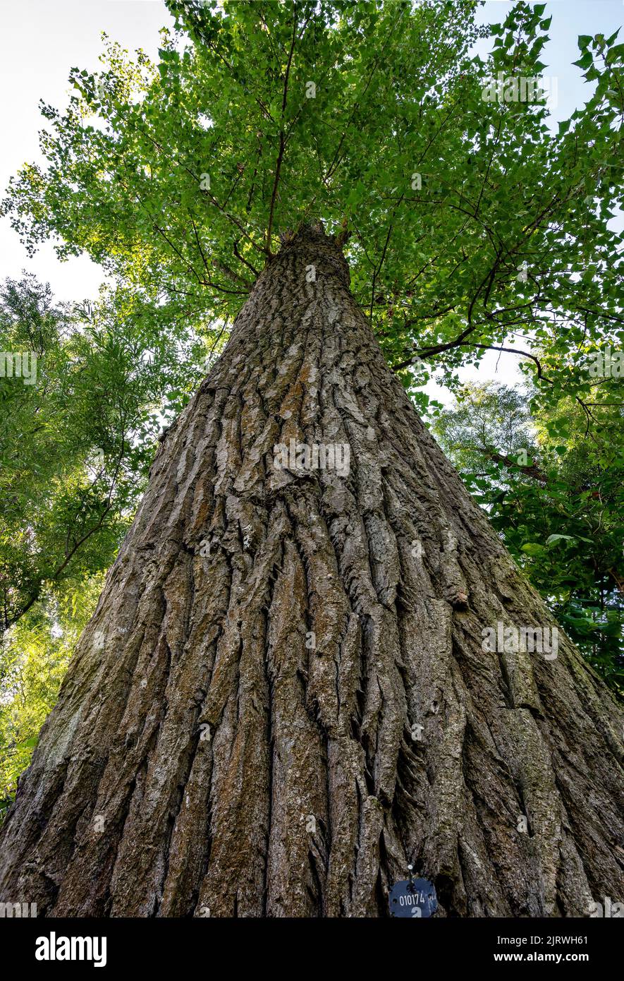 view along the trunk until the top of a mighty linden tree in the riparian forest of Tulln at the river Danube, Austria Stock Photo