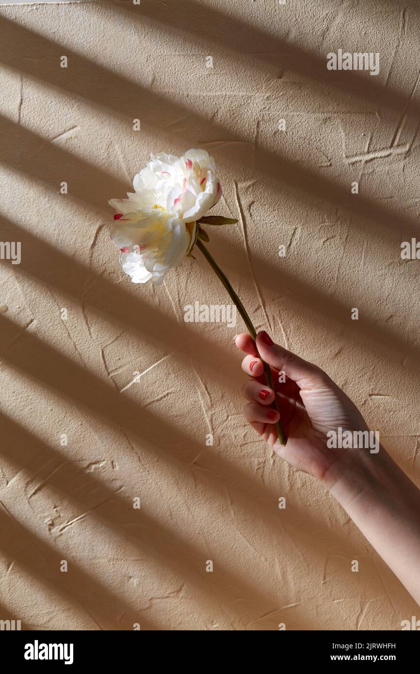 hand holding white flower over beige background Stock Photo - Alamy