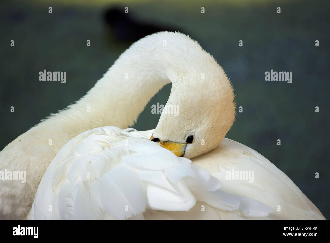 The Whooper Swan is a winter migrant in the UK. They breed in Iceland and spend their winters on inland lakes, flooded farmlands and sheltered coasts Stock Photo