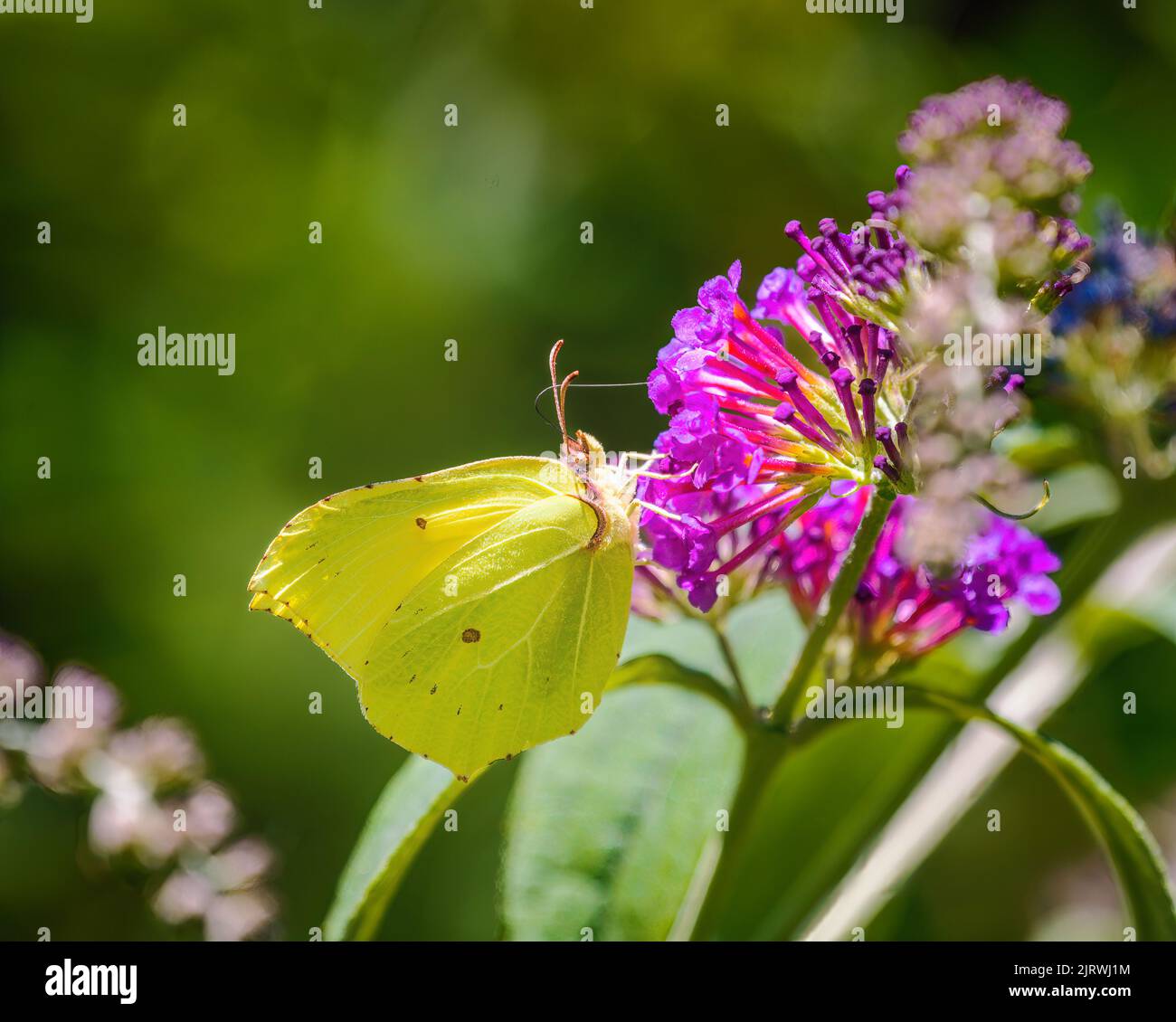 Macro of a brimstone butterfly on a summer lilac blossom Stock Photo