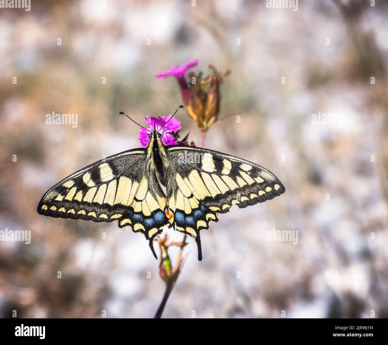Macro of a swallowtail butterfly on a flower blossom Stock Photo