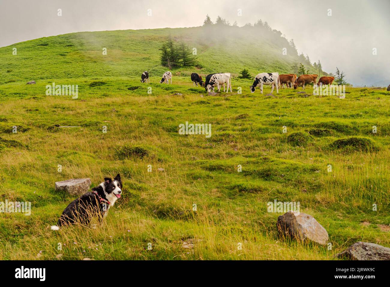 My girl is wondering why I want her to pose with some cows. She is ...