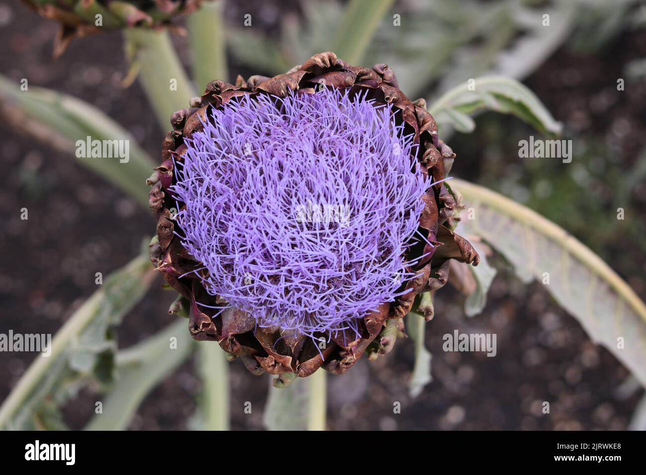 Close up of beautiful purple thistle flower and green foliage Stock Photo