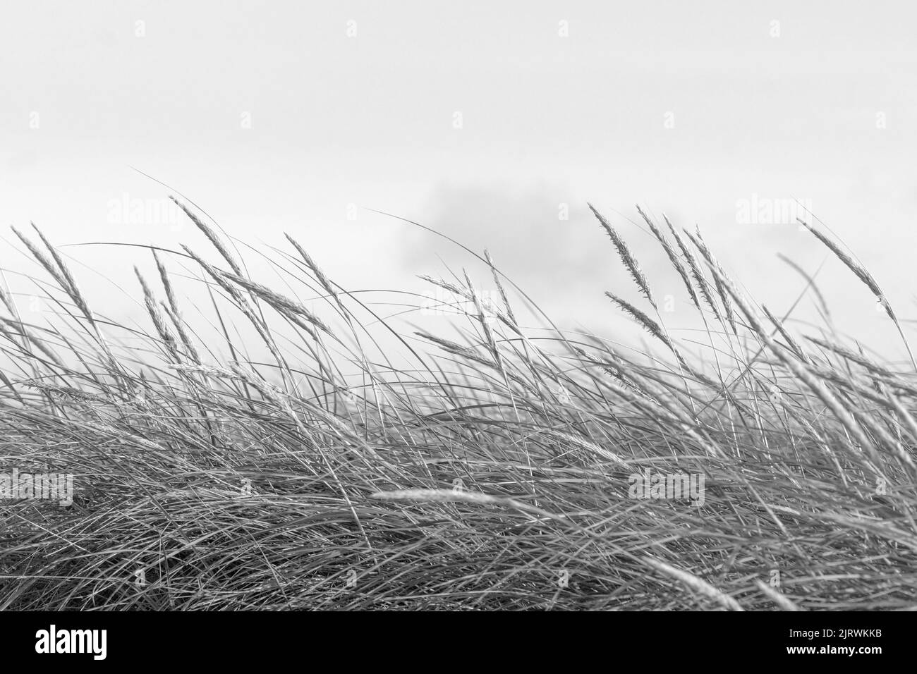 A black and white shot of grass waving in the wind Stock Photo
