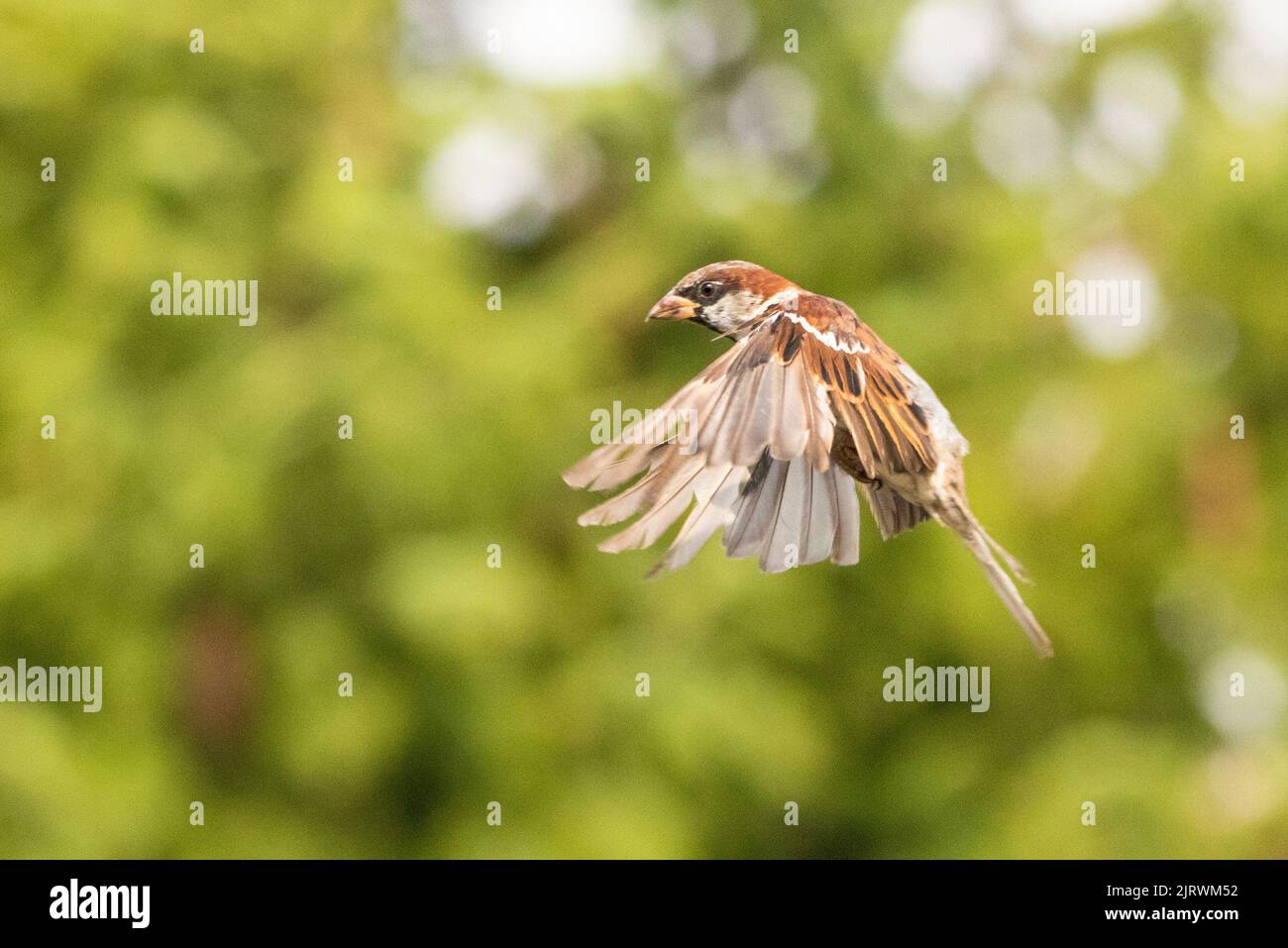 Flying House Sparrow, Passer domesticus, UK, 2022 Stock Photo Alamy