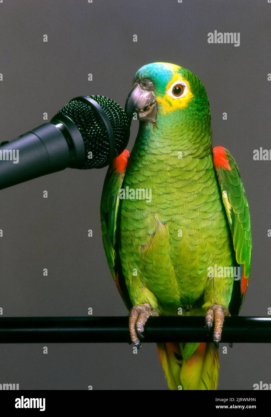 Talking parrot microphone hi-res stock photography and images - Alamy