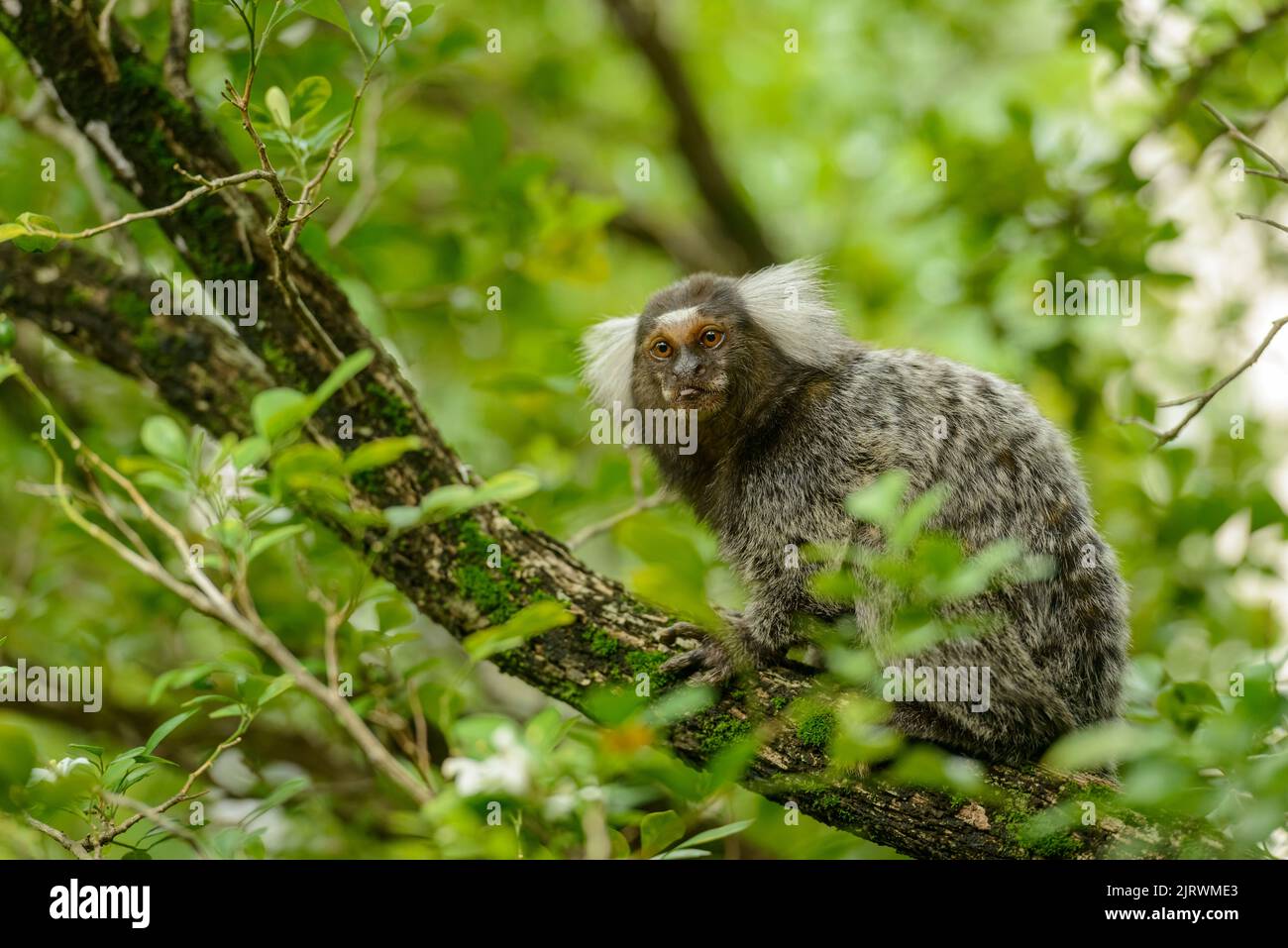 Macaco do sagui de Mico foto de stock. Imagem de pequeno - 27630008