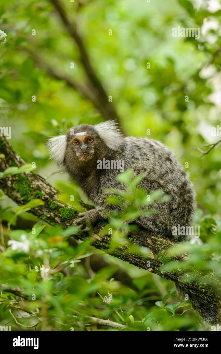 Foto de Saguis Silvery Macaco Branco Callithrix Argentata Sentado No Galho  Da Árvore No Habitat Macaco Raro Do Brasil Natureza Selvagem Floresta  Rochosa Com Animal e mais fotos de stock de Parque