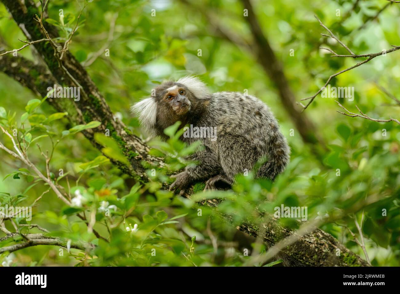 File:Macaco Sagui posando para foto na trilha.jpg - Wikimedia Commons