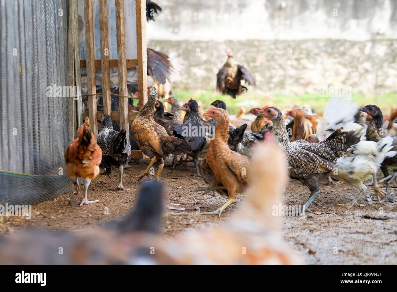 Chicken jumping hires stock photography and images Alamy