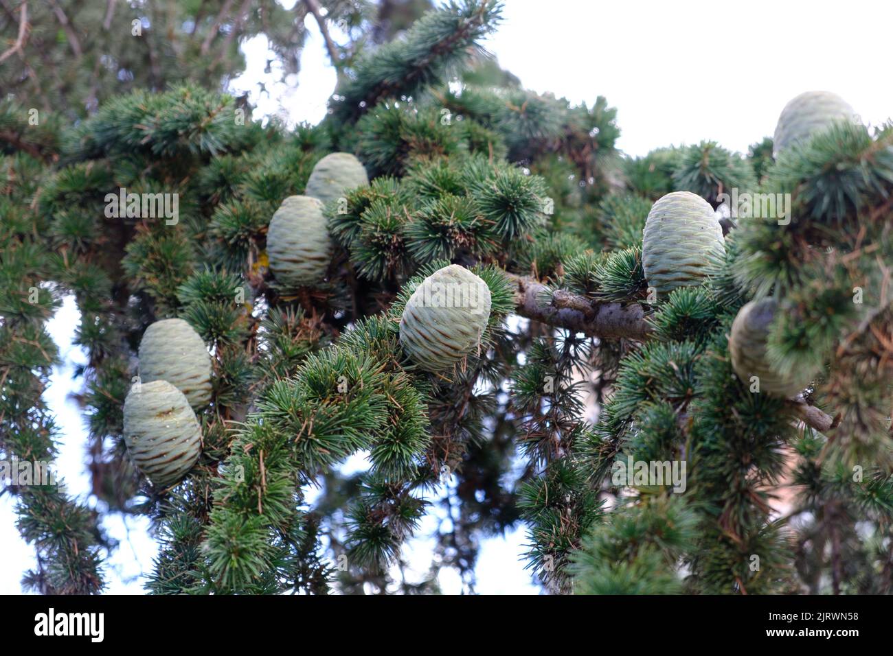 pine cones growing on a branch of Lebanon cedar in summer Stock Photo