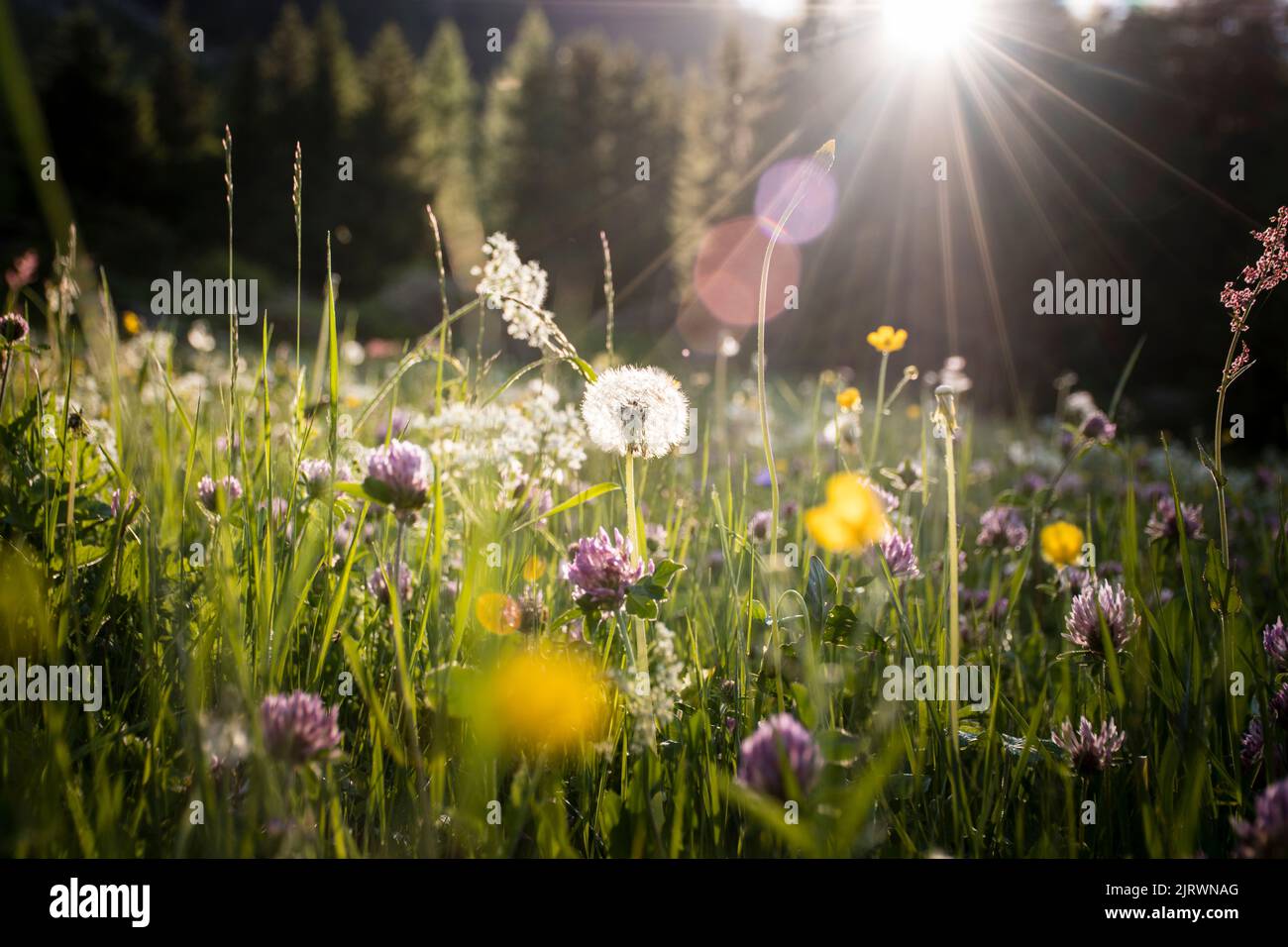 Evening light shines through a dandelion seedhead in a meadow of flowers Stock Photo