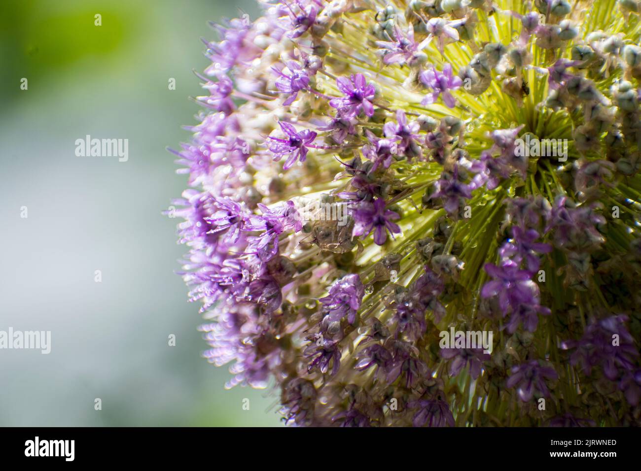 Detail of a large purple allium flower head Stock Photo