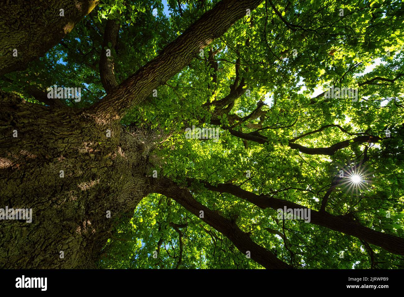 Looking up an oak tree crown with spring green foliage Stock Photo Alamy