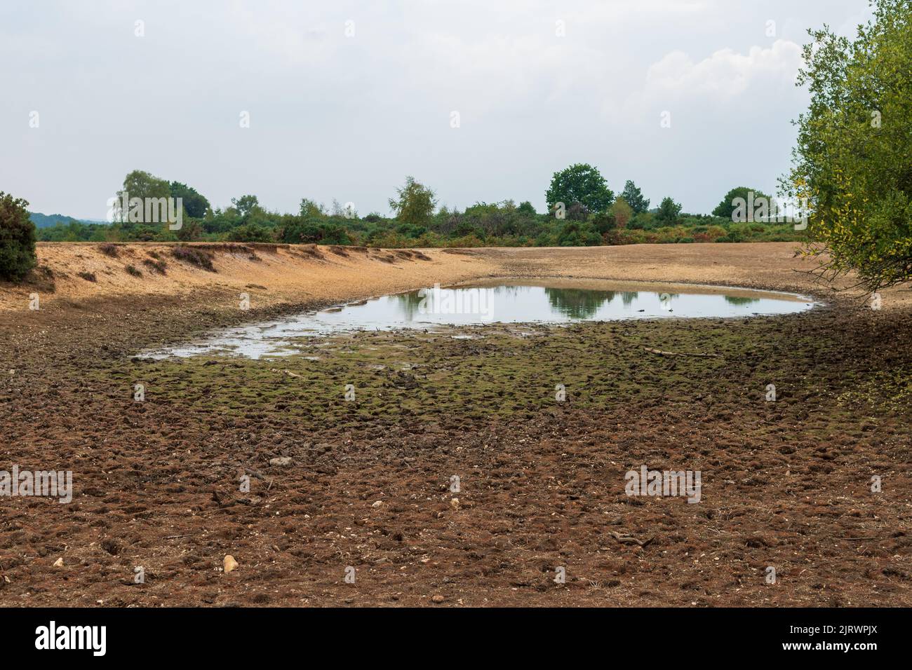 Dried up pond during drought, August, 2022, Abbots Well, Frogham, New Forest, Hampshire, UK Stock Photo
