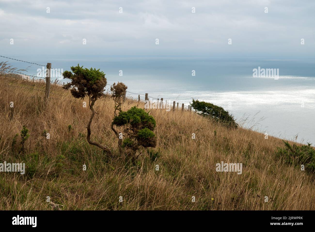 Stormy, dramatic scene on a cliff of the Jurassic Coast, Dorset, England, UK with windswept grasses and bushes and bursts of sunlight over the sea. Stock Photo