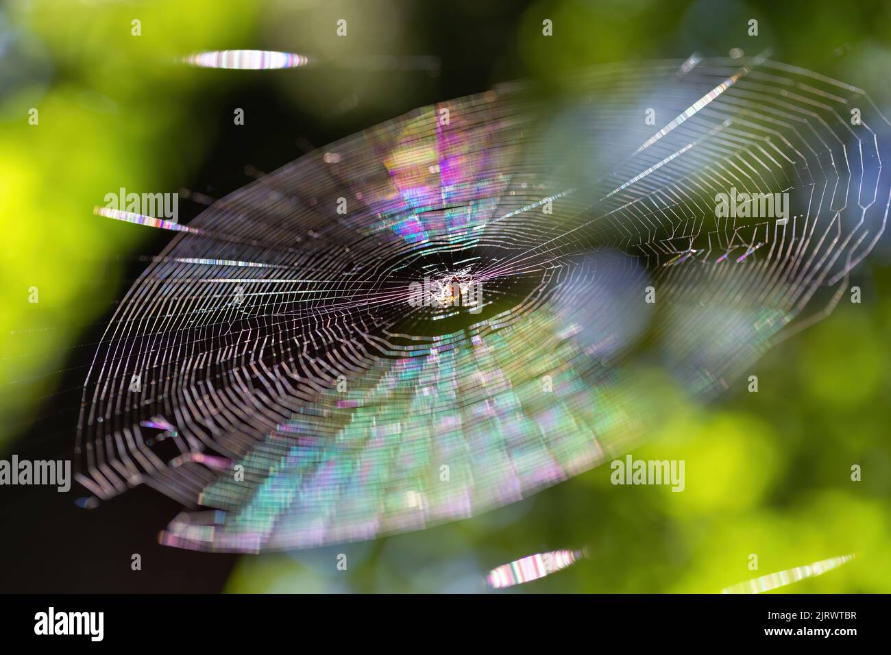 Close up of a spider web illuminated in the summer sun. Stock Photo