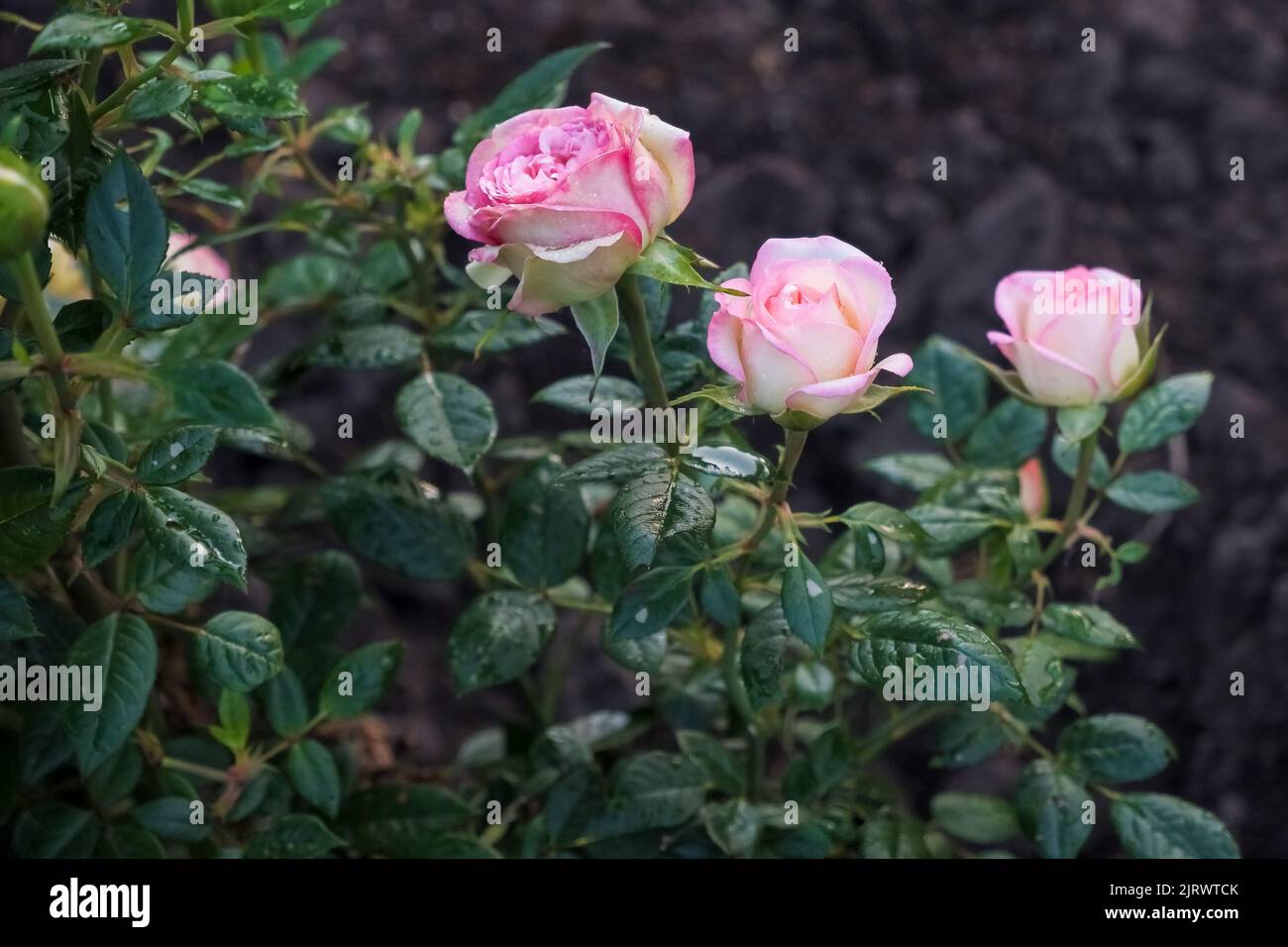 Rosa Eden Rose 85,Pierre de Ronsard,popular climbing rose with large, old-rose, carmine-pink and cream blooms with petals covered with water droplets Stock Photo