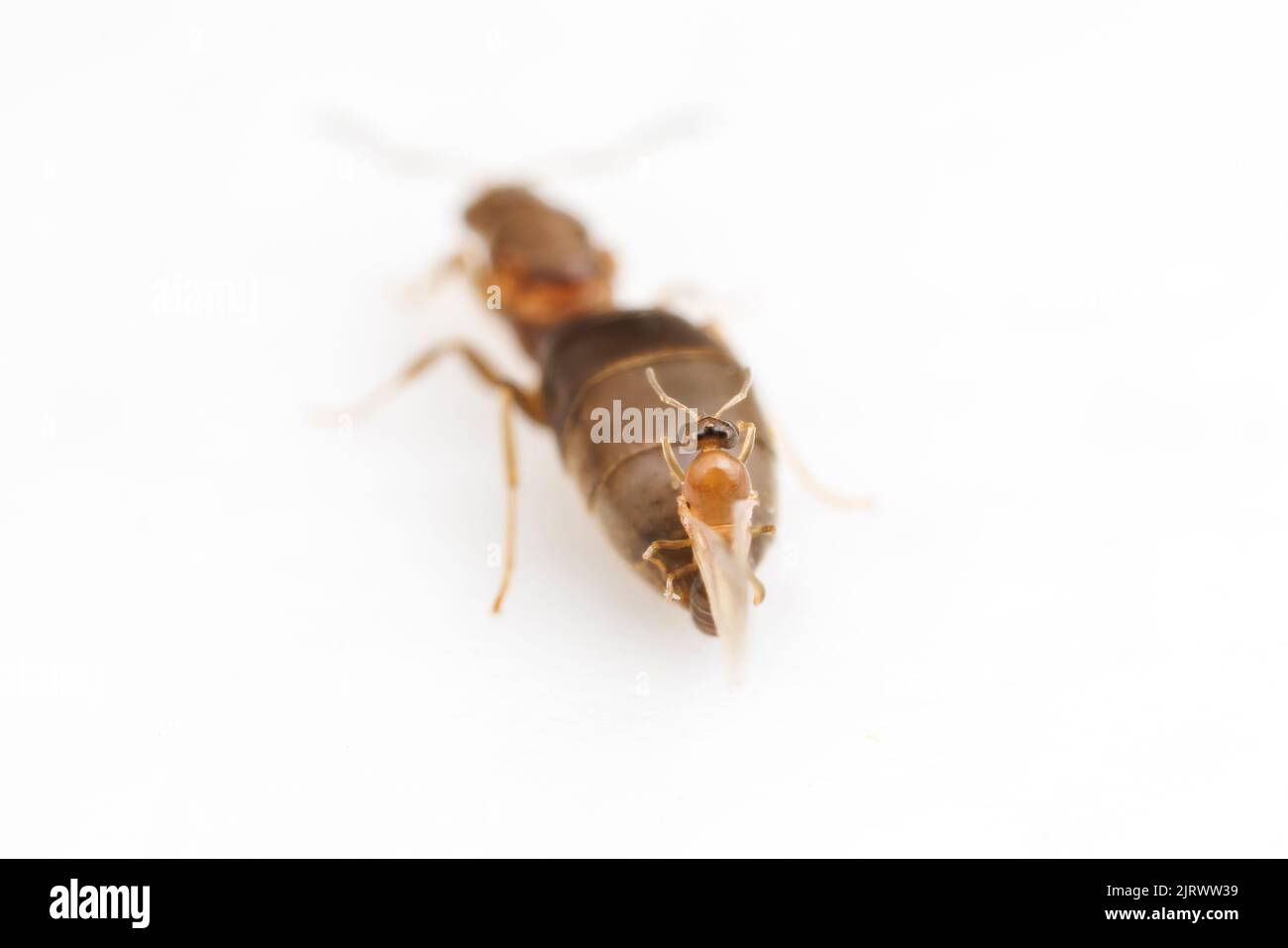 Queen ant mating Cut Out Stock Images & Pictures Alamy