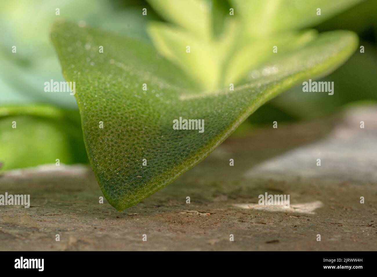 close-up of Houseplant Crassula ovata (jade plant, lucky plant, money plant or money tree) succulent plant Stock Photo
