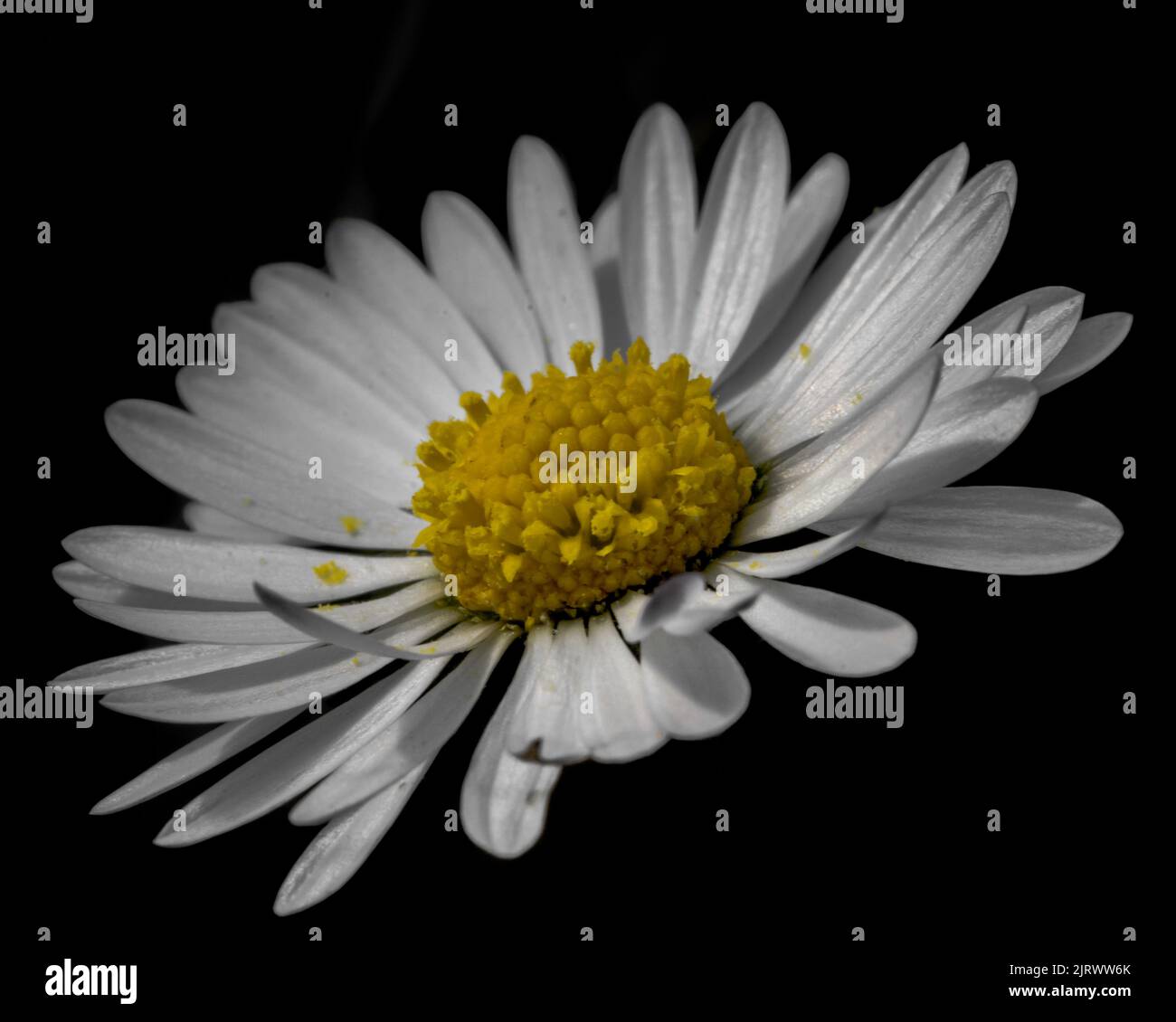 Common daisy (Bellis perennis) flower close-up with white petals and yellow pistil on black background Stock Photo