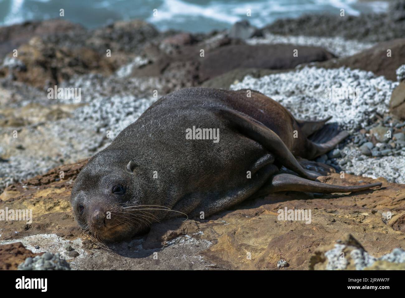 New Zealand fur seal (Arctocephalus forsteri) resting on rocks at shore Stock Photo