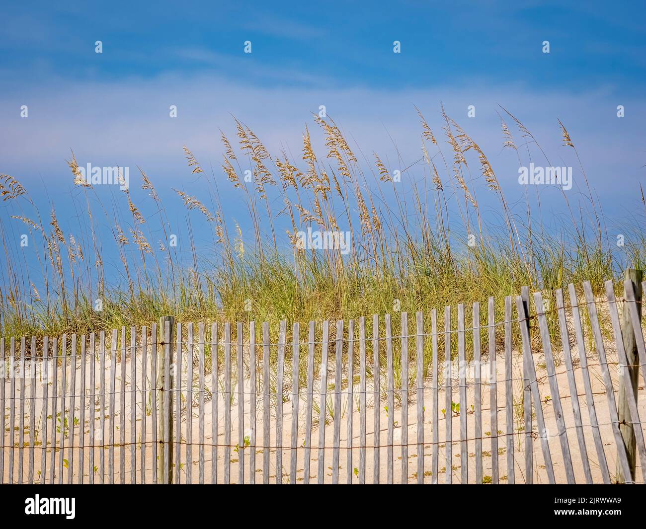 Snow fence in sand dunes on the Atlantic Ocean beach in Washington Oaks Gardens State Park in Palm Coast Florida USA Stock Photo