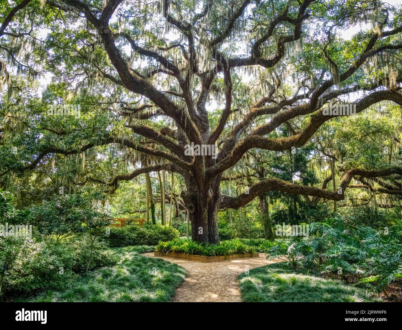 Live Oak tree in the Washington Oaks Historic District of Washington Oaks Gardens State Park in Palm Coast Florida Stock Photo